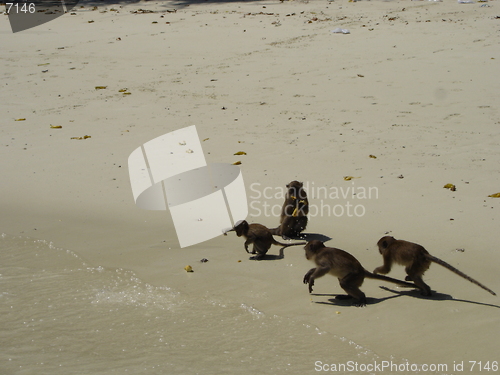 Image of Monkey Beach in Thailand