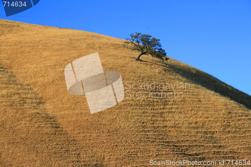 Image of Tree on a Hilltop