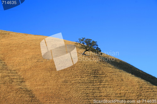 Image of Tree on a Hilltop