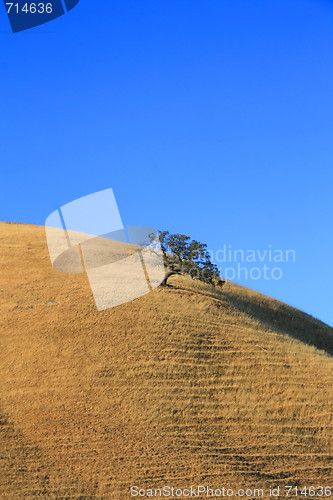 Image of Tree on a Hilltop