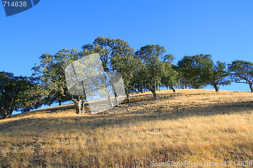 Image of Hilltop With Trees