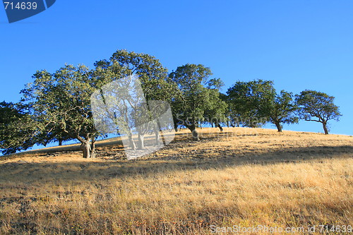 Image of Hilltop With Trees