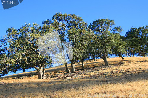 Image of Hilltop With Trees