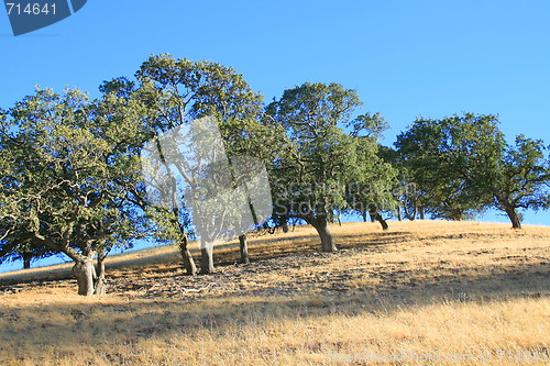 Image of Hilltop With Trees