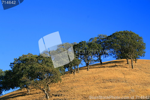 Image of Hilltop With Trees