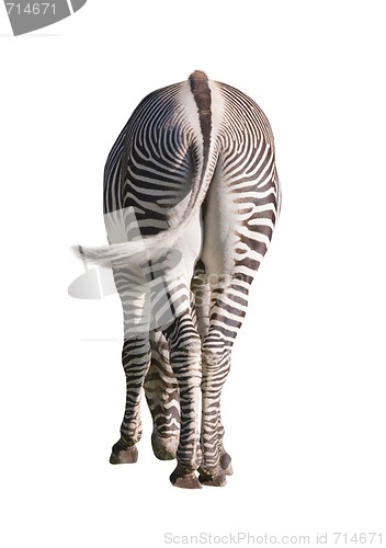 Image of Zebra