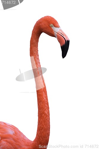 Image of Portrait of a red flamingo