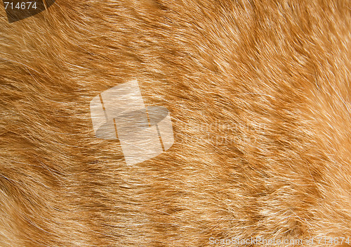 Image of Cat fur texture