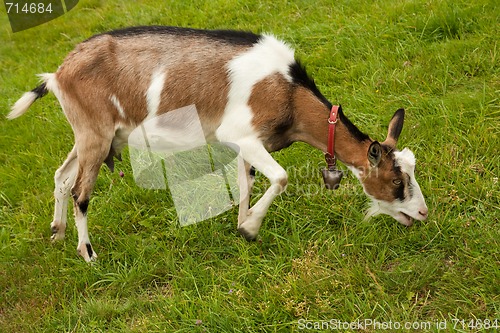 Image of goat on the grazing land