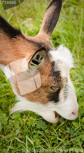 Image of goat eating grass