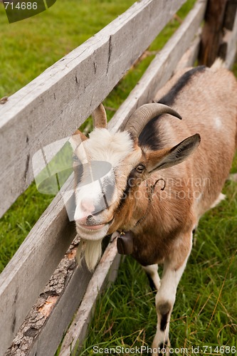 Image of goat