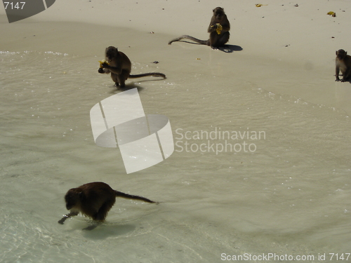 Image of Monkeys At The Beach In Thailand