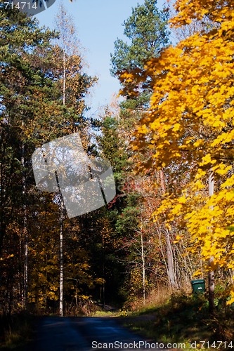 Image of Road in fall