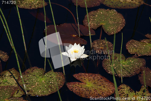 Image of Waterlily