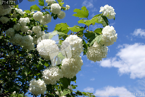 Image of Snowball Tree (Viburnum) against Blue Sky