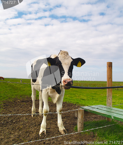 Image of cow on pasture