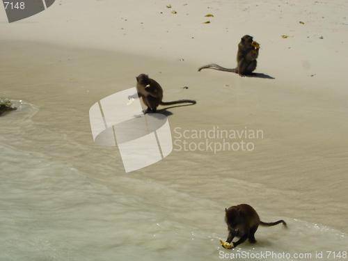 Image of Monkey Beach in Thailand