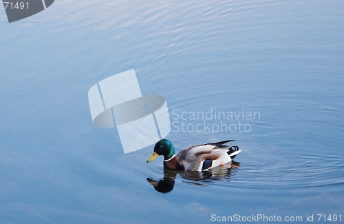 Image of Duck