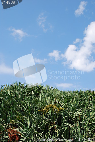 Image of Dragon blood tree (sky background)