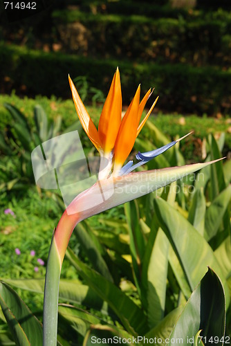 Image of Beautiful strelitzia flower