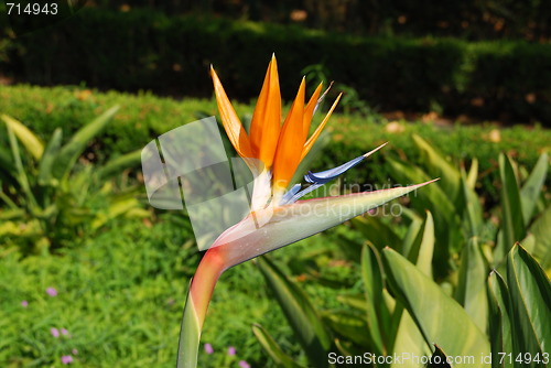 Image of Beautiful strelitzia flower