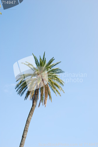 Image of Palm tree with blue sky background