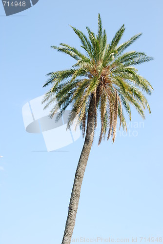 Image of Palm tree with blue sky background