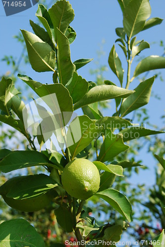 Image of Unripe lemon