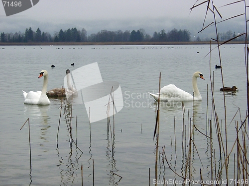 Image of Swans