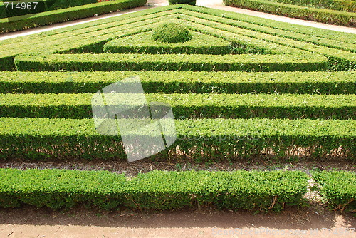 Image of Green cuted bushes (triangular shape)