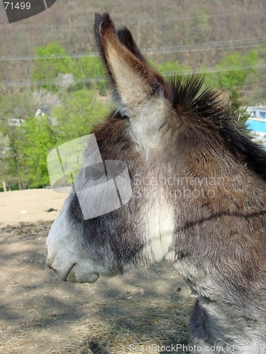 Image of Donkey