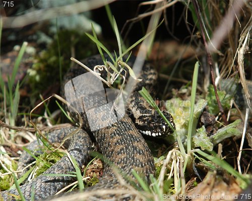 Image of Norwegian snake 21mars2005