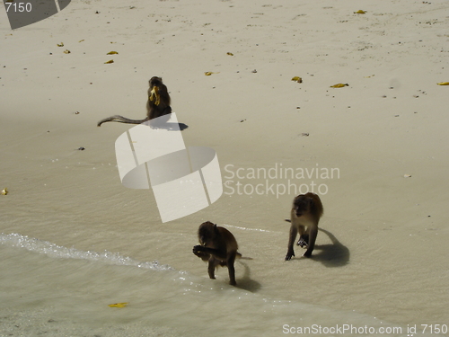 Image of Monkey Beach In Thailand