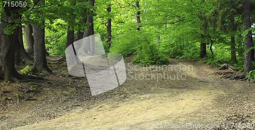 Image of Path in a green forest