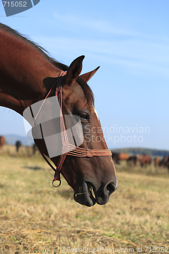 Image of Profile Of A Horse