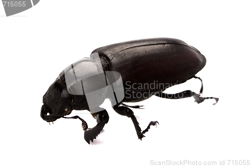 Image of black bug