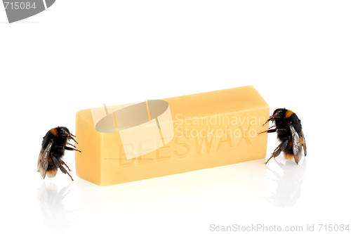 Image of  Bumblebees and Beeswax
