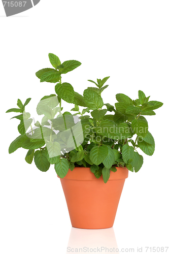 Image of Mint Herb