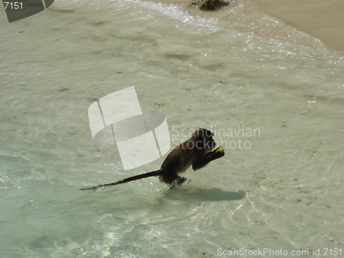 Image of Monkey Beach, Thailand