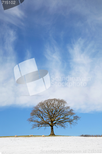 Image of Oak Tree in Snow Landscape