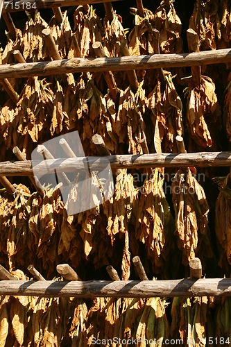 Image of Tobacco leaves drying in the barn. Vinales, Cuba