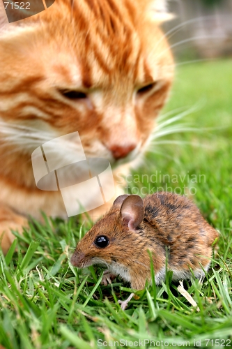Image of Cat and Mouse