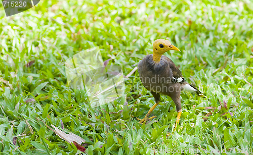 Image of a common myna with bold head