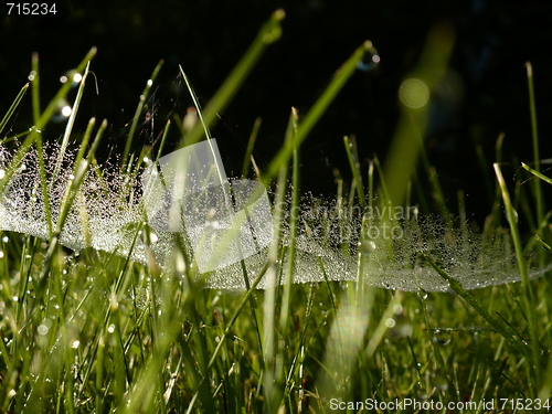 Image of Dewy grass