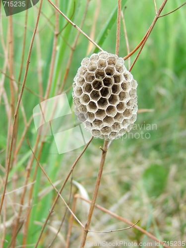 Image of Honeycomb