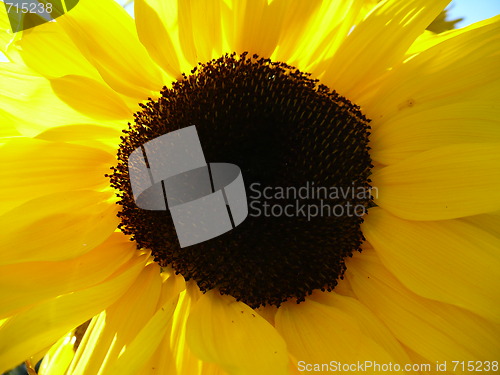 Image of Sunflower