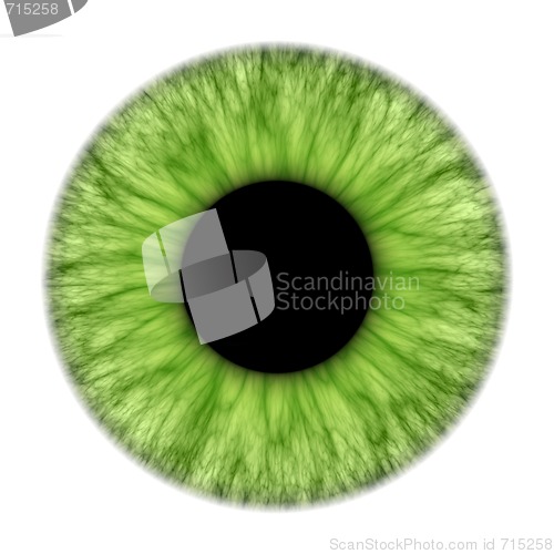 Image of green iris