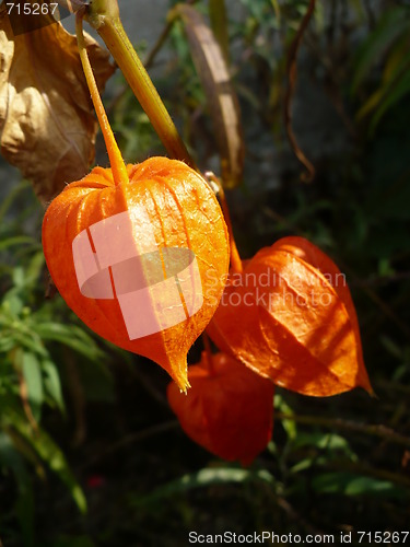 Image of Flower