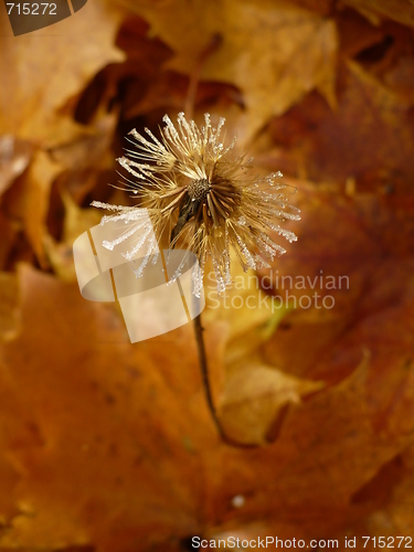 Image of Dandelion