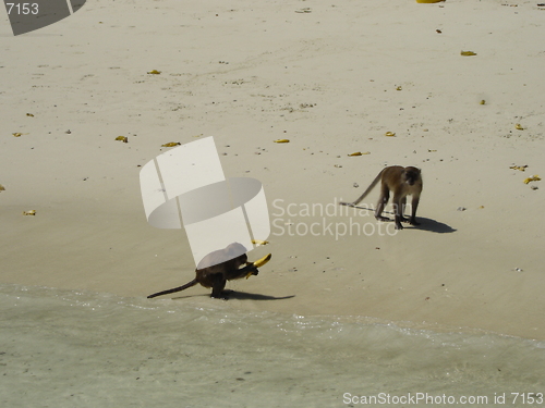 Image of Monkey Beach In Thailand